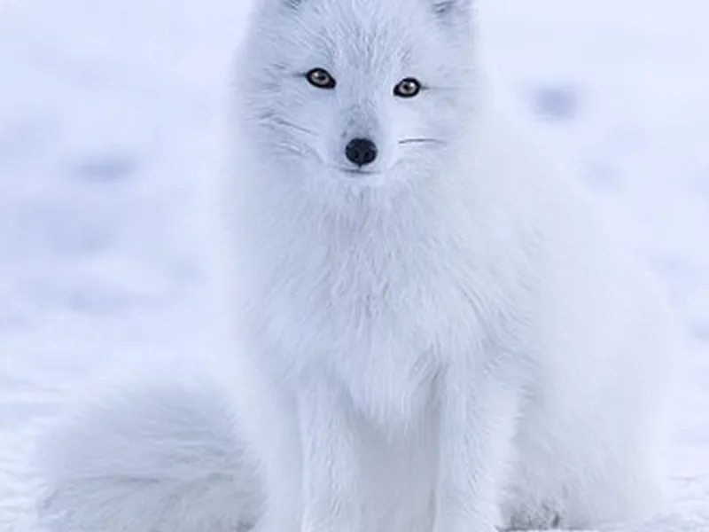 Renard arctique