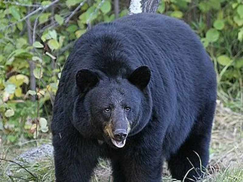 Ours noir