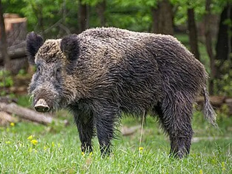 Sanglier