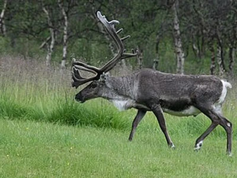 Caribou