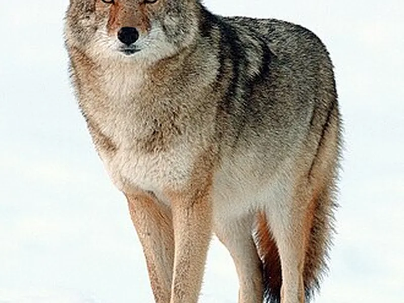 Coyote