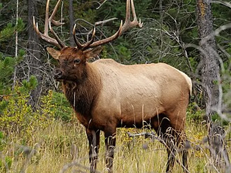 Wapiti