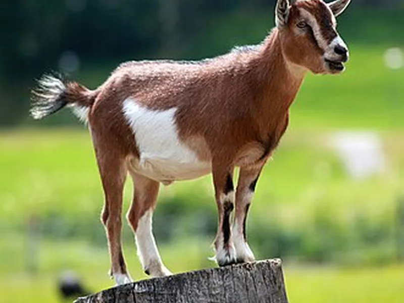 Chèvre