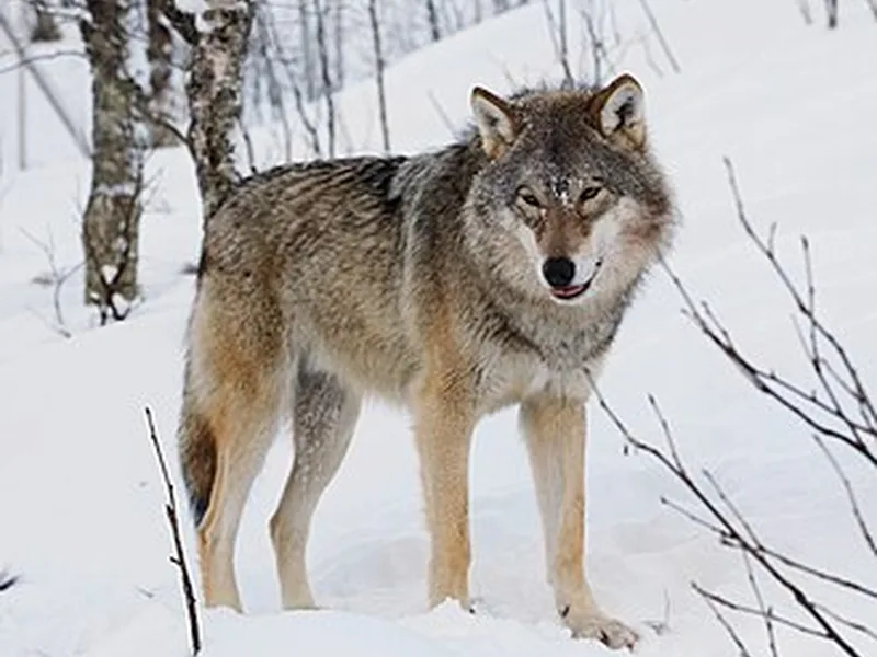 Loup gris