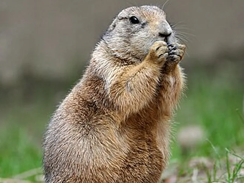 Chien de prairie