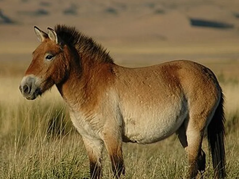 Cheval de Przewalski