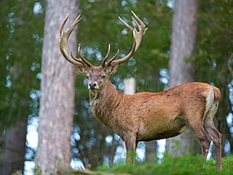 Cerf rouge