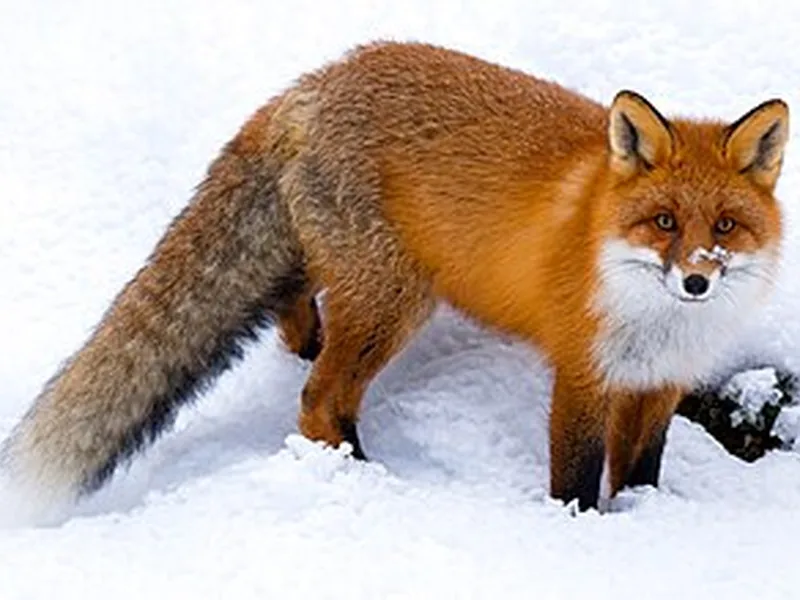 Renard roux