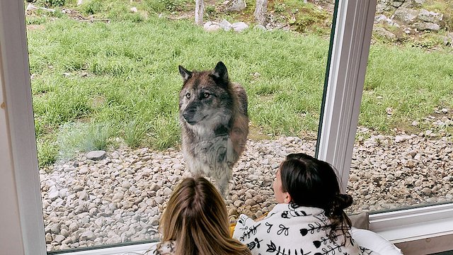 Chalet des loups arctiques