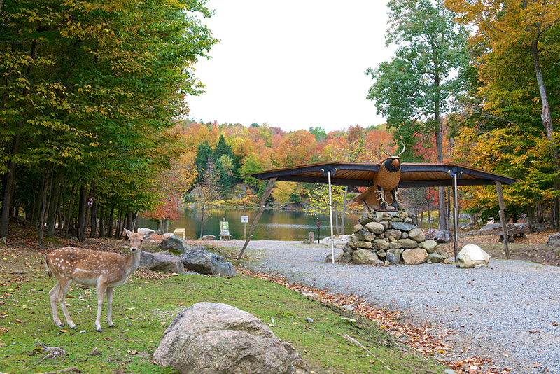 Daims au lac des Truites
