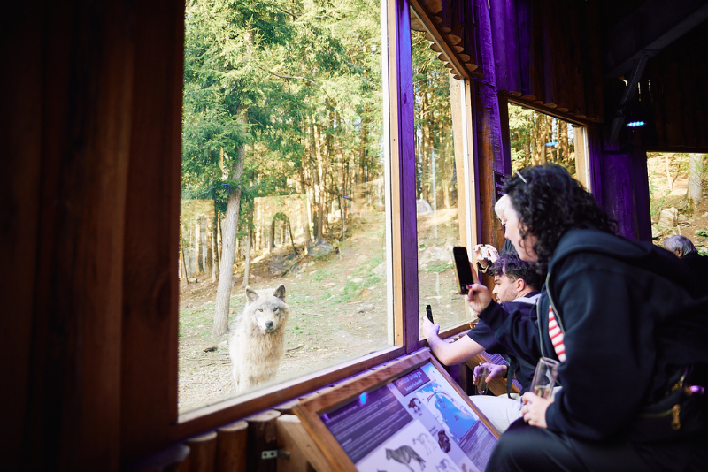 L’observatoire des loups au Parc Omega