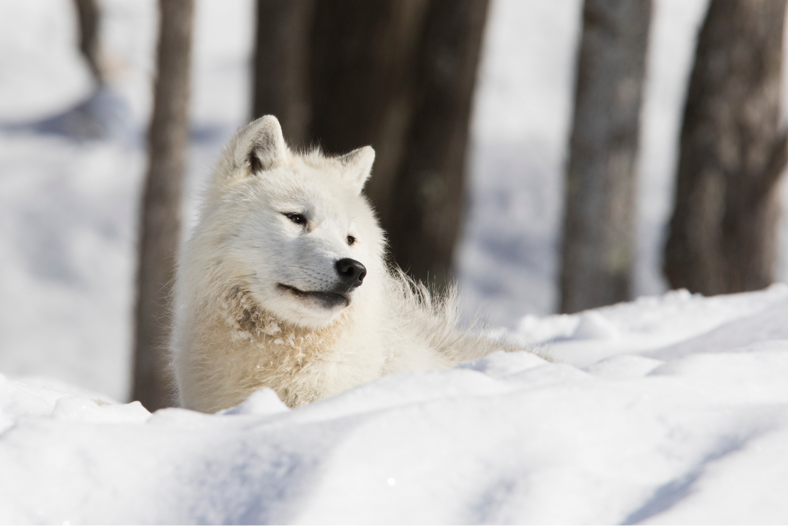 Chalet des loups arctiques au Parc Omega