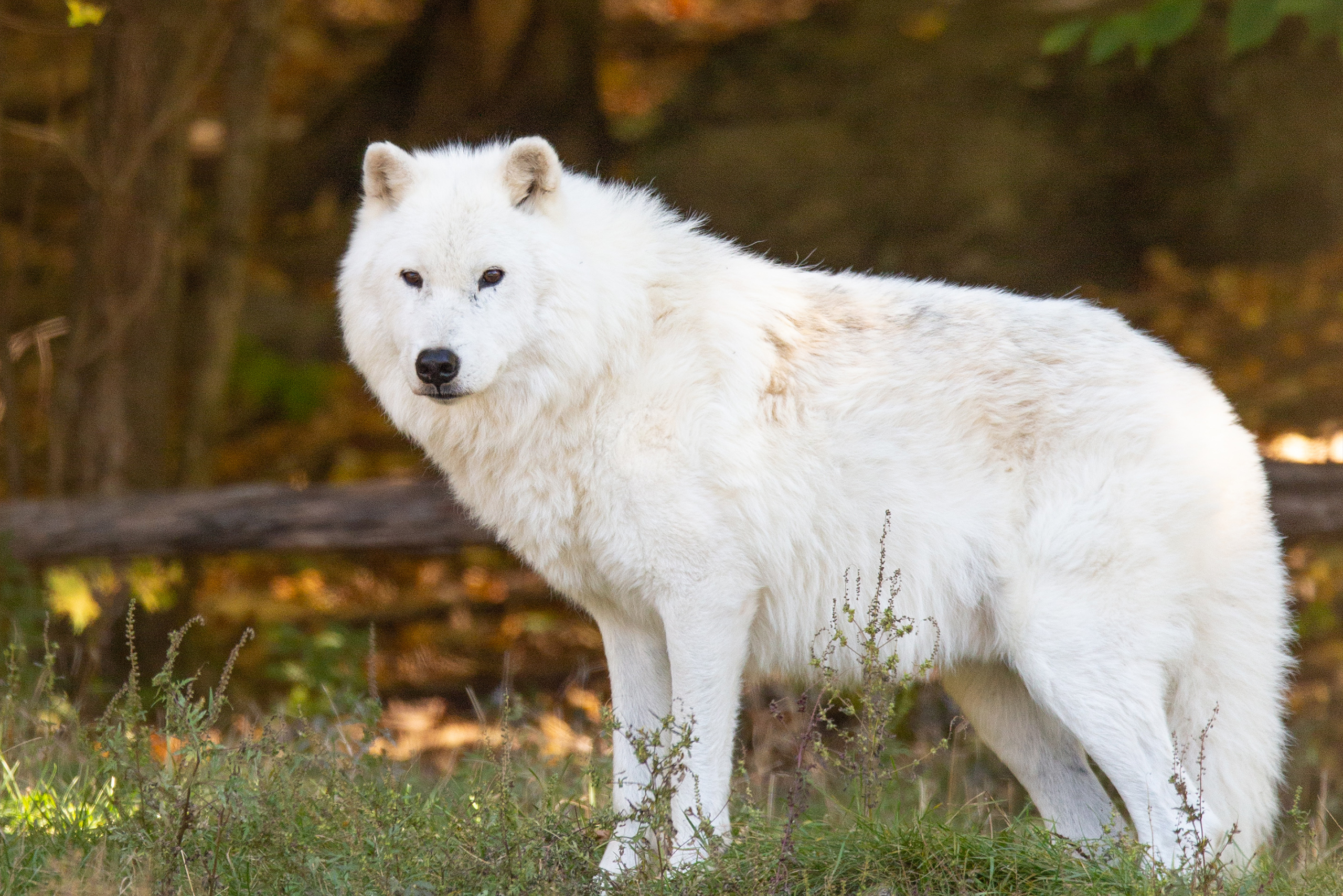 Chalet des loups arctiques au Parc Omega