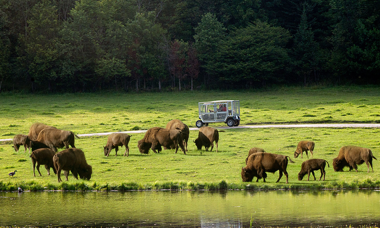 Location de voiturettes grillagées au Parc Omega
